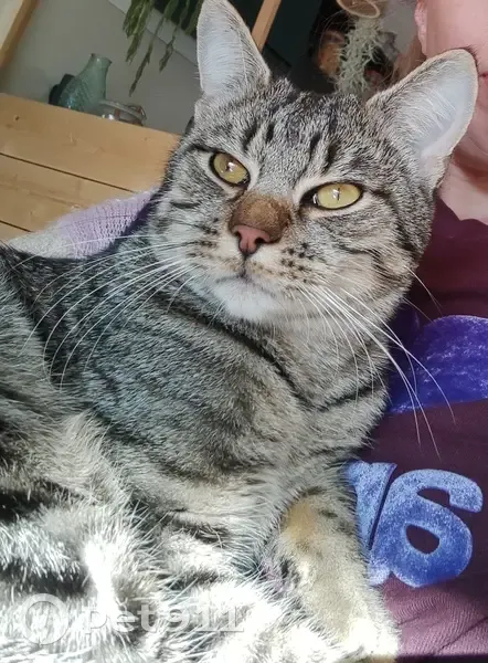 Chat européen perdu, rue des Pommiers, Amayé - photo