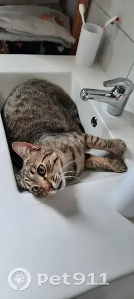 Chat européen tigré disparu à Bernos-Beaulac - photo