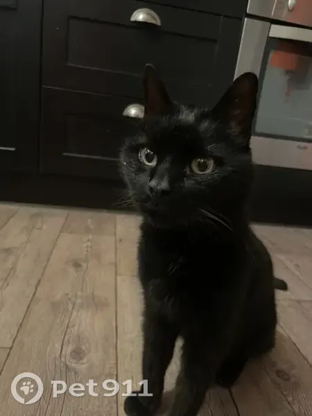 Chat noir trouvé, docile, cherche propriétaires - photo