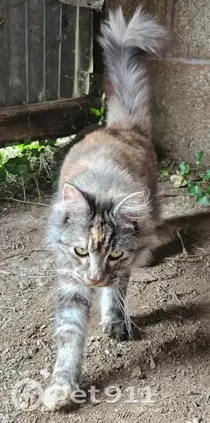 Chatte sourde 1,5 an trouvée à Argentonnay - photo