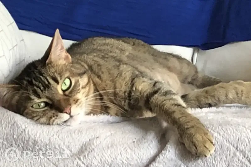 Chatte tigrée disparue à Saint-Ouen-sur-Seine - photo
