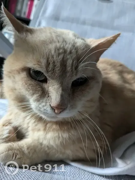 Chat européen roux trouvé à Verrières-en-Anjou - photo