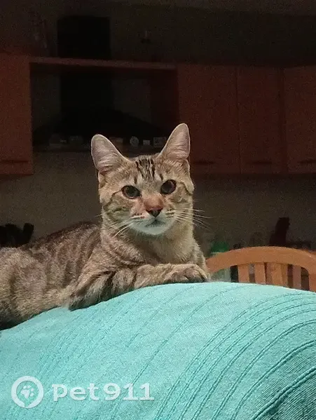 Chat perdu: mâle stérilisé URSULE à Aurillac - photo
