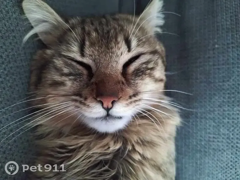 Chat mâle perdu à L'Armanderie, Averton - photo