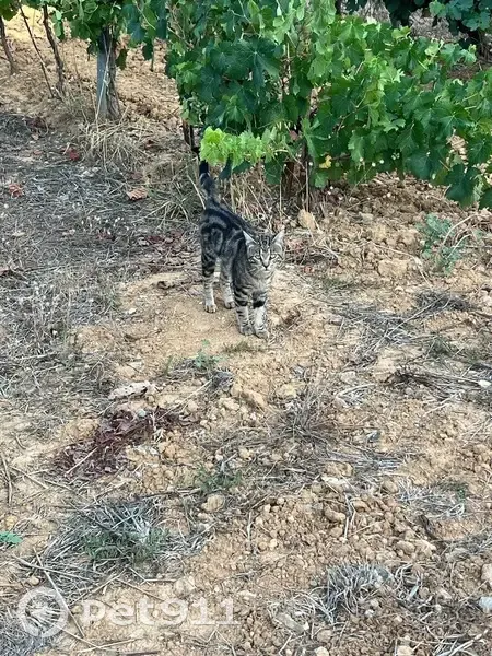 Chat mâle sociable trouvé à Rougiers - photo