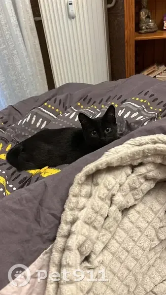 Petit chat noir perdu, grosse récompense - photo