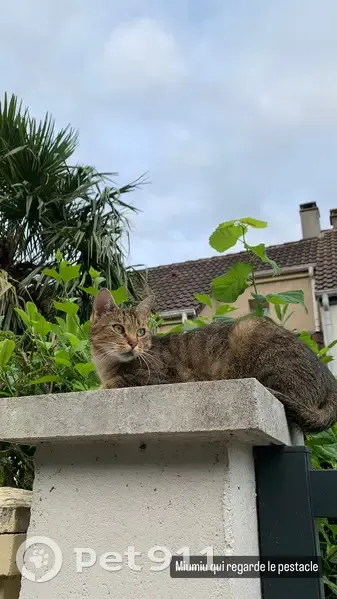 Chat Européen tigré perdu à Croissy-Beaubourg - photo