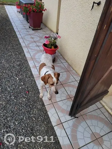 Chienne trouvée avec collier marron à Poiseux - photo
