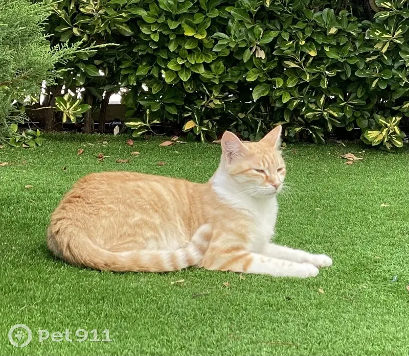 Chat Disparu à La Grande-Motte, Occitanie - photo