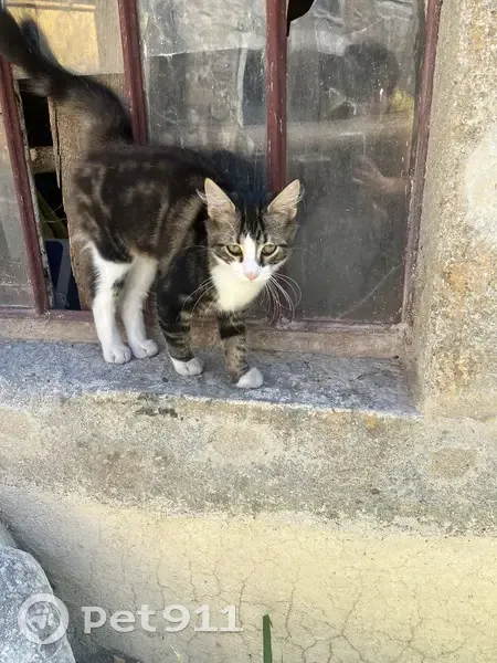 Chat trouvé au Moulin Payre, La Terrasse-sur-Dorlay - photo