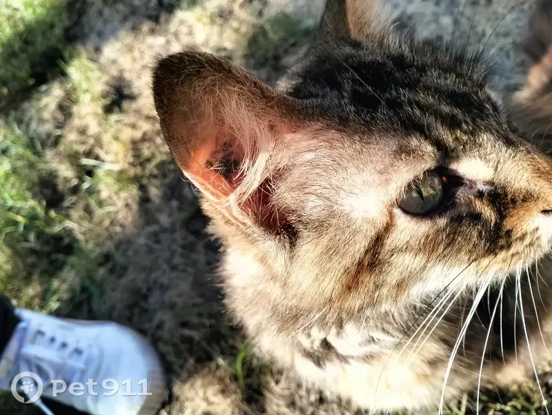 Chatte marron maigre trouvée à Verberie - photo