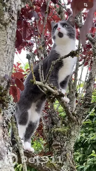 Chatte grise et blanche disparue à Darois - photo