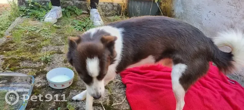 Petit chien marron/blanc trouvé à Hardricourt - photo