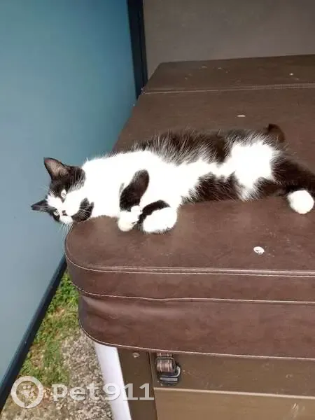 Chat gris et blanc perdu à Thue et Mue - photo