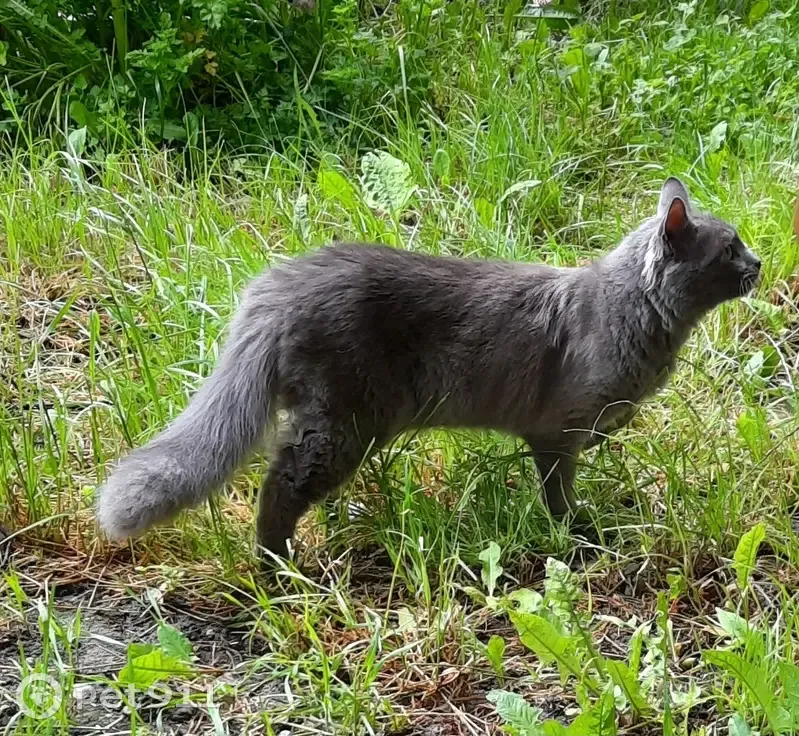 Chat gris angora disparu à Modane - photo