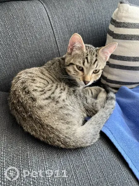 Chaton tigré mâle trouvé à Alfortville - photo