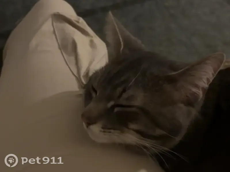 Chat gris perdu à Ardes sur Couze - photo