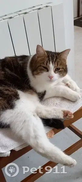 Chat Européen 3 ans Disparu à Bonneval - photo