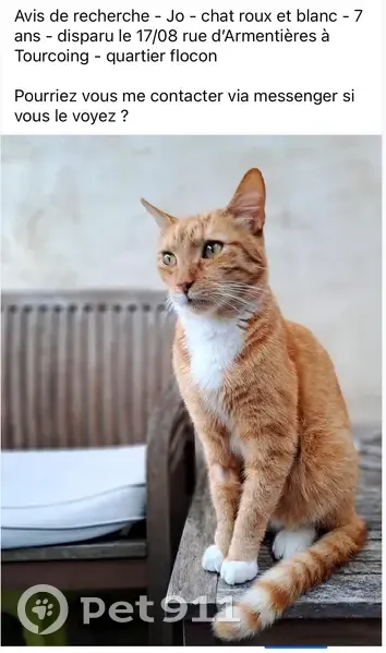 Chat roux tigré perdu à Tourcoing - photo