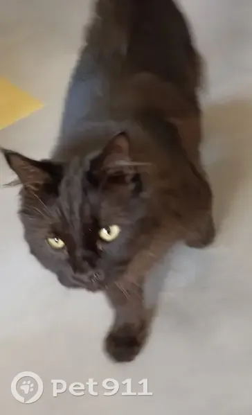 Chat noir trouvé à Jegun, rue Chaude 22 - photo
