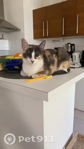 Chat tricolore perdu à Colomiers - photo