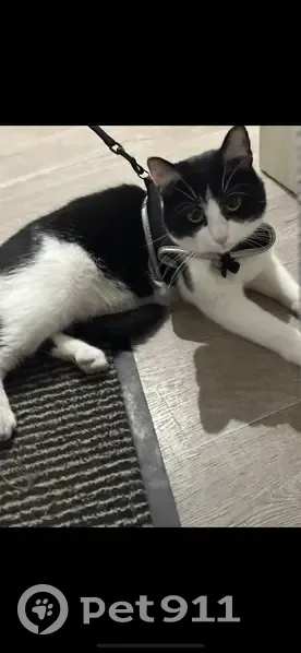 Chat mâle noir et blanc perdu, Lyon Route Genas - photo