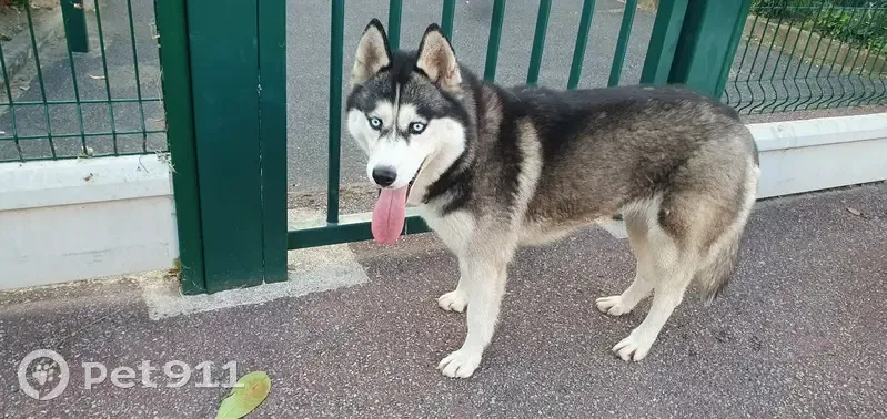 Husky femelle trouvée, collier rouge, Chatou - photo