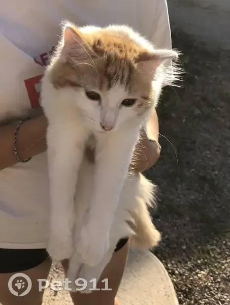Chaton blanc et roux trouvé à Bessey - photo