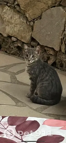 Chaton mâle gris disparu à Roquebrune - photo