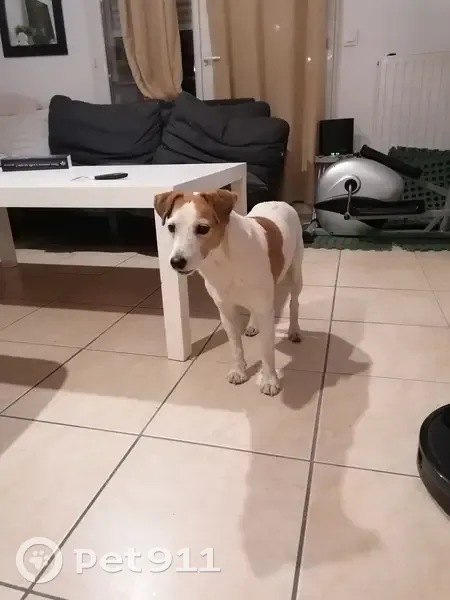 Chienne Jack Russell trouvée à Carpentras - photo