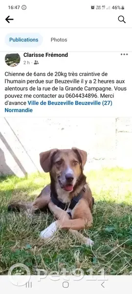 Chienne croisée 6 ans perdue à Beuzeville - photo