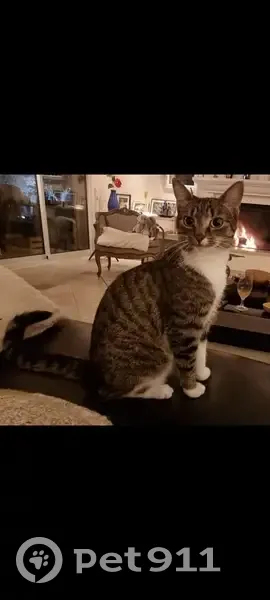 Jeune chatte tigrée perdue à Vence - photo