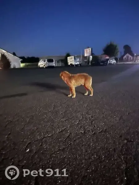 Chien trouvé, gentil mais méfiant à Giromagny - photo