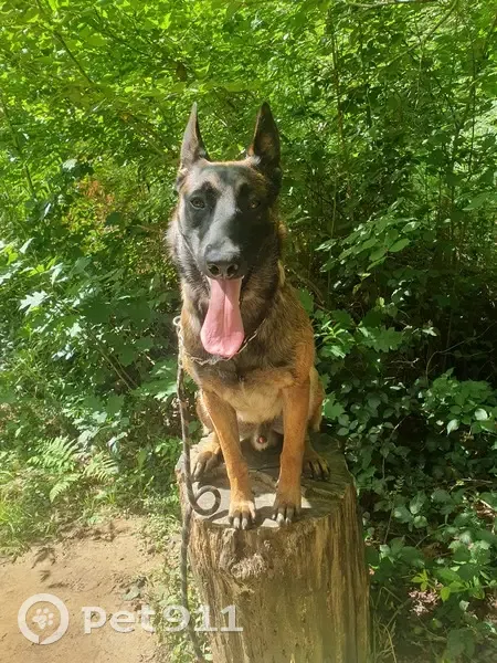 Chien perdu : Urus, malinois de 11 mois fugué - photo
