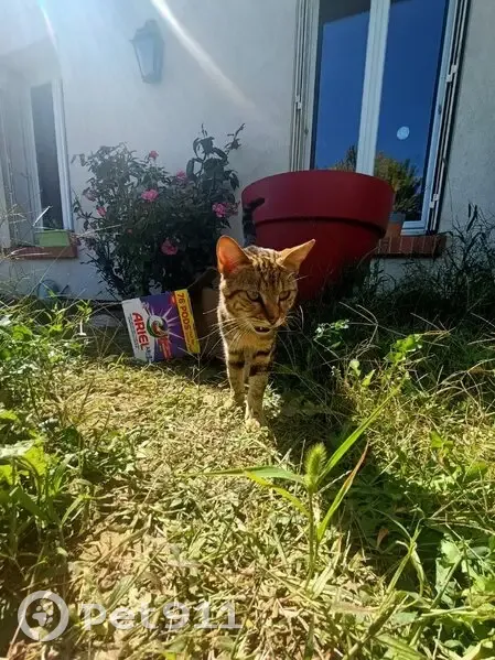 Chat mâle tigré maigre trouvé Rue du Potager - photo