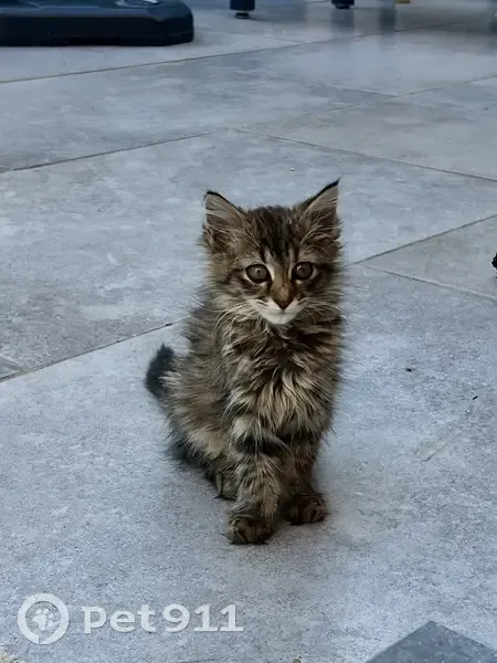 Chat femelle et 2 chatons trouvés à Tourcoing - photo