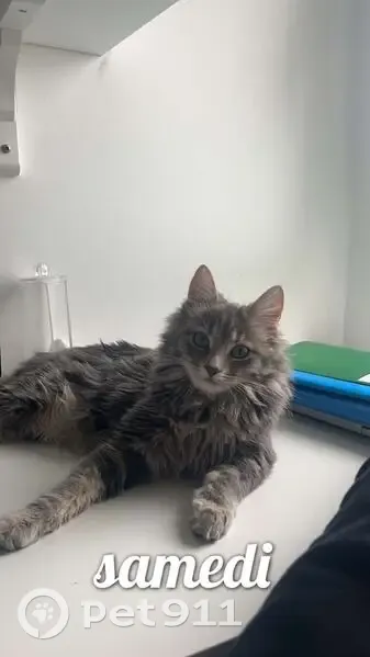 Chatte grise perdue après accident à Jarny - photo