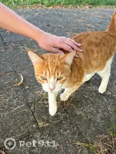 Chat européen roux et blanc trouvé à Goin - photo