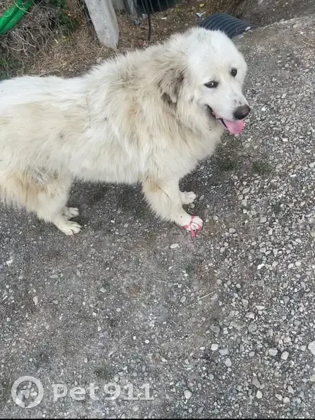 Chien perdu: Harmonie, femelle Berger Pyrénées - photo