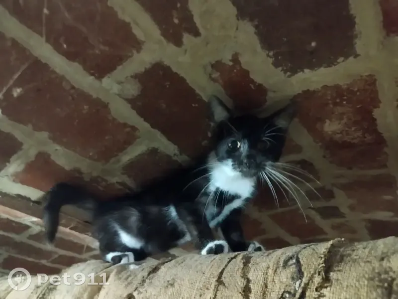 Chaton noir-gris trouvé à Fontaine-lès-Clercs - photo