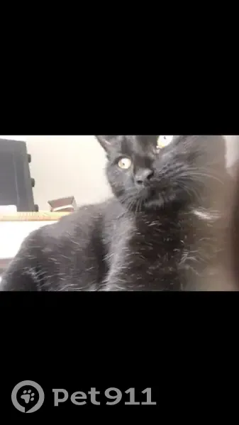 Chat noir mâle 16 mois disparu à Nantes - photo