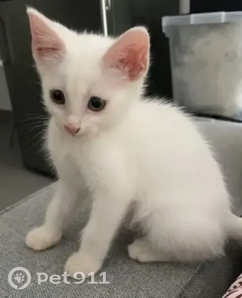 Chat blanc perdu, Kokie, Impasse des Amis - photo