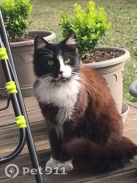 Chat noir et blanc perdu à Réparsac - photo