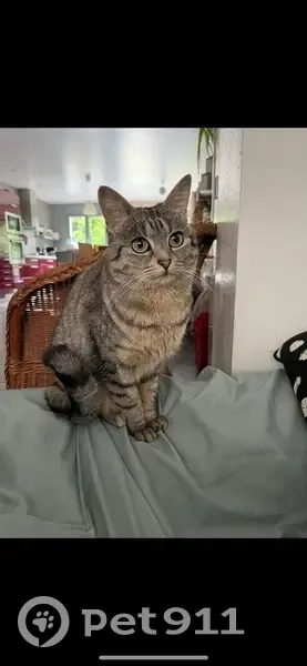 Chatte européenne tigrée disparue à Lille - photo