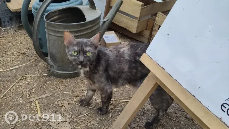 Chaton trouvé et mère affamée à Doulon - photo