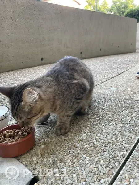 Chat tigré trouvé, très sociable, Rennes - photo
