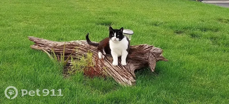 Chatte noir et blanche disparue à Émiéville - photo