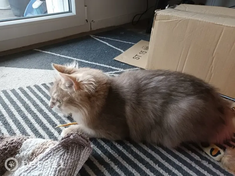 Chat gris cendré/crème perdu à Vence - photo