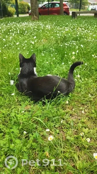 Chat disparu à Lormont : Aidez à retrouver Sarada - photo