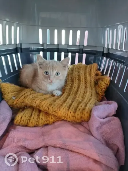 Chaton roux trouvé, cherche famille aimante - photo